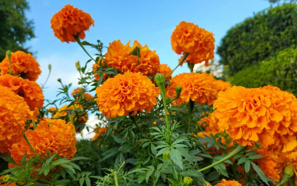 Oeillets d'Inde, groupe Groupe d'oeillets d'Inde oranges
