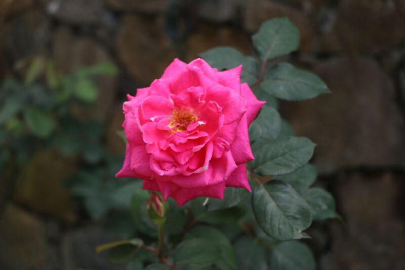 Gros plan sur rose de Damas appelée aussi Ispahan