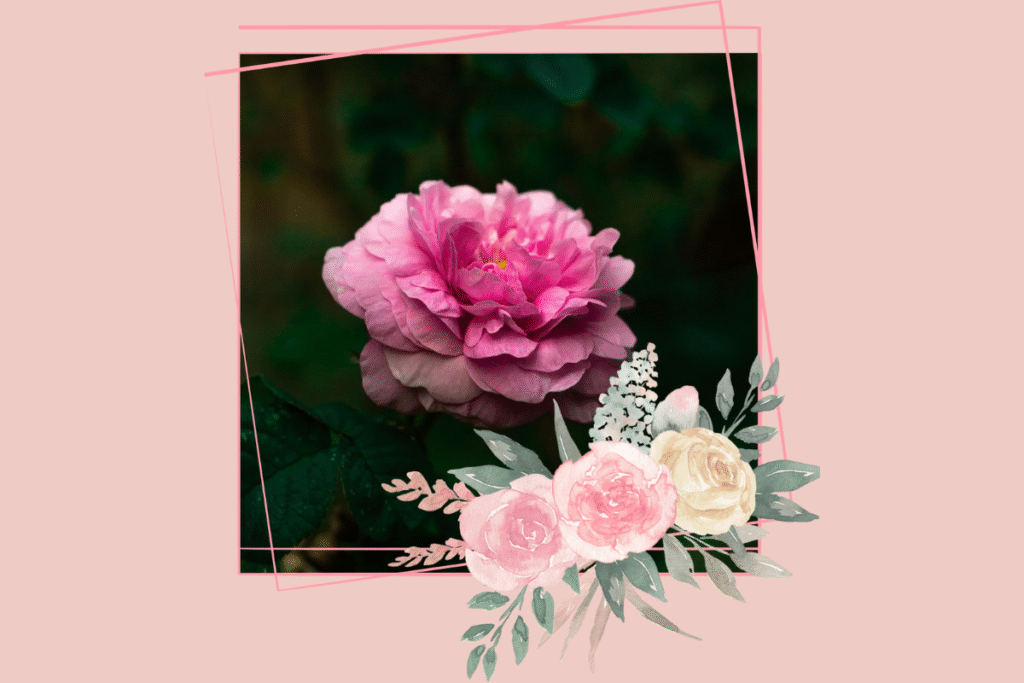 Rose de Damas rose d'Ispahan
