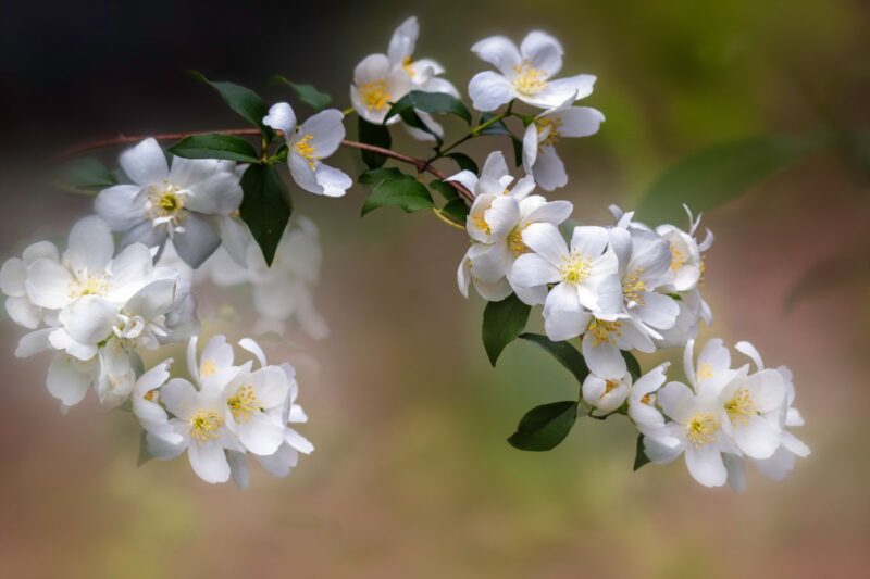 fleurs de jasmin