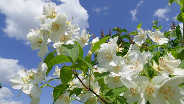 jasmin symbole d'amour dans l'histoire