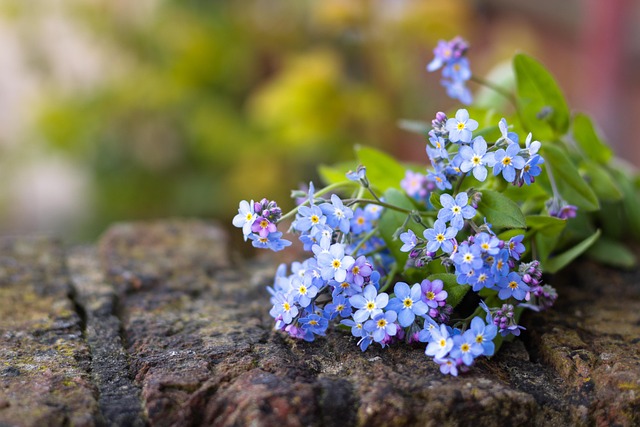 Myosotis bleu poussant entre les pierres