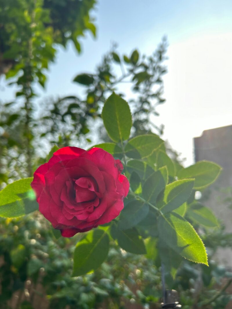 Rose d'Ispahan gros plan