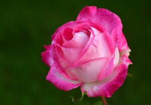 rose de Damas