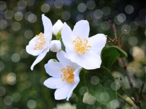 Jasmin : fleur de Krishna