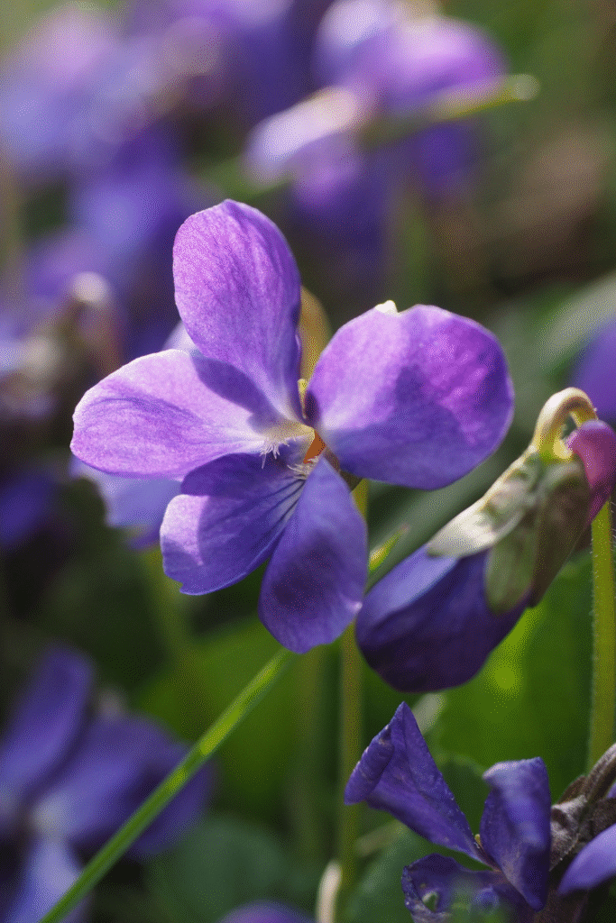 Violette mauve en gros plan, inspirée par les gourmandises toulousaines