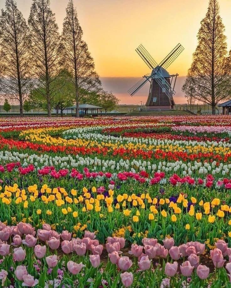 Jardin de Keukenhof avec tulipes multicolores en premier plan