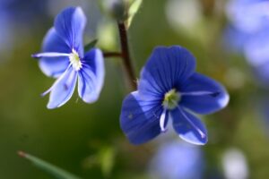 petites fleurs de véronique bleue