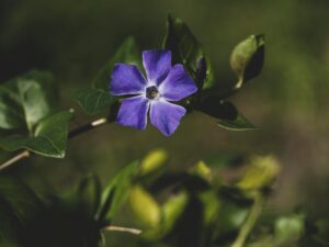 pervenche évoquant les petites fleurs bleues des champs