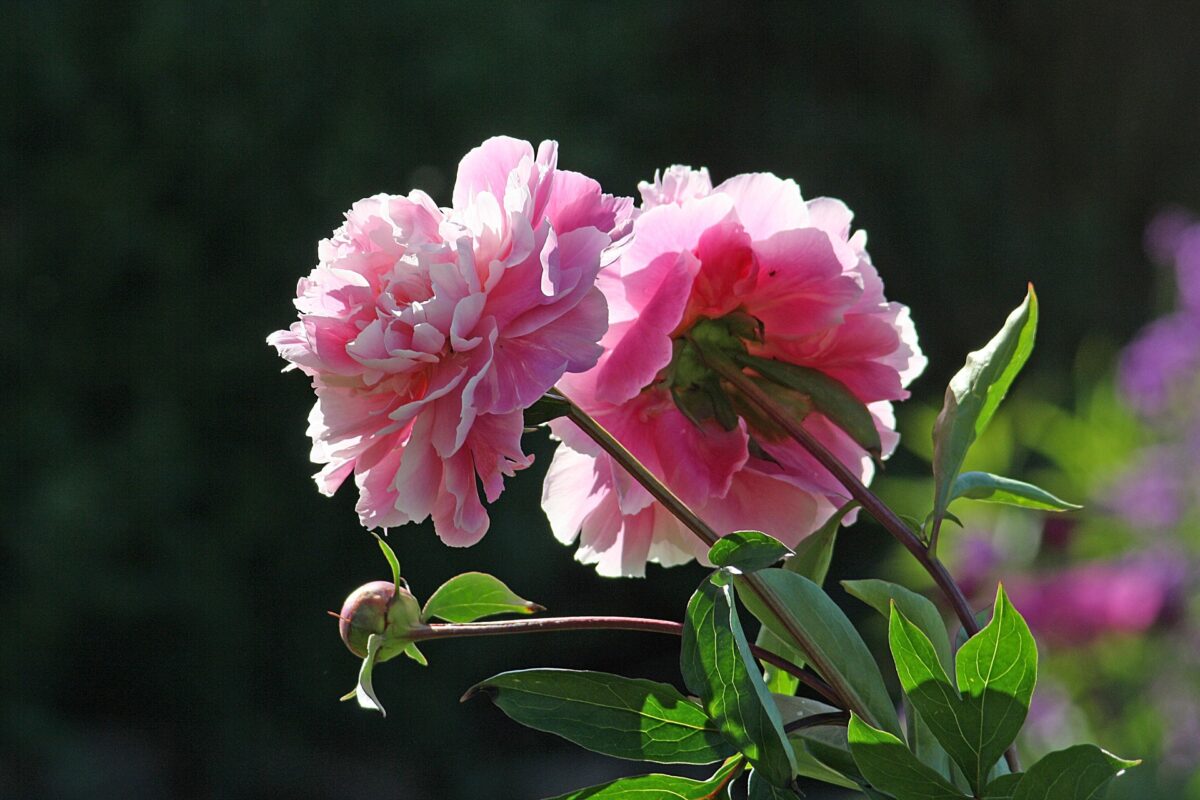 Pivoines roses de nos jardins