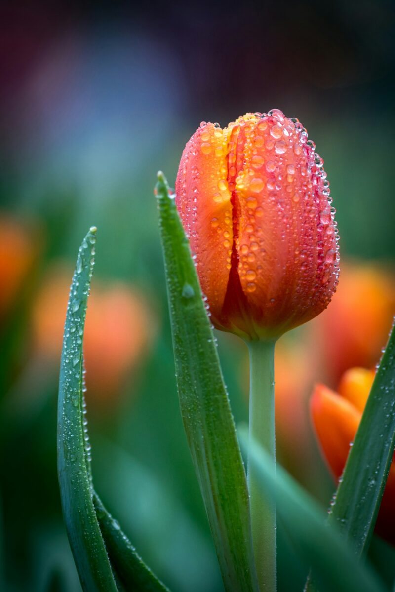 Tulipe orange avec gouttes de rosée