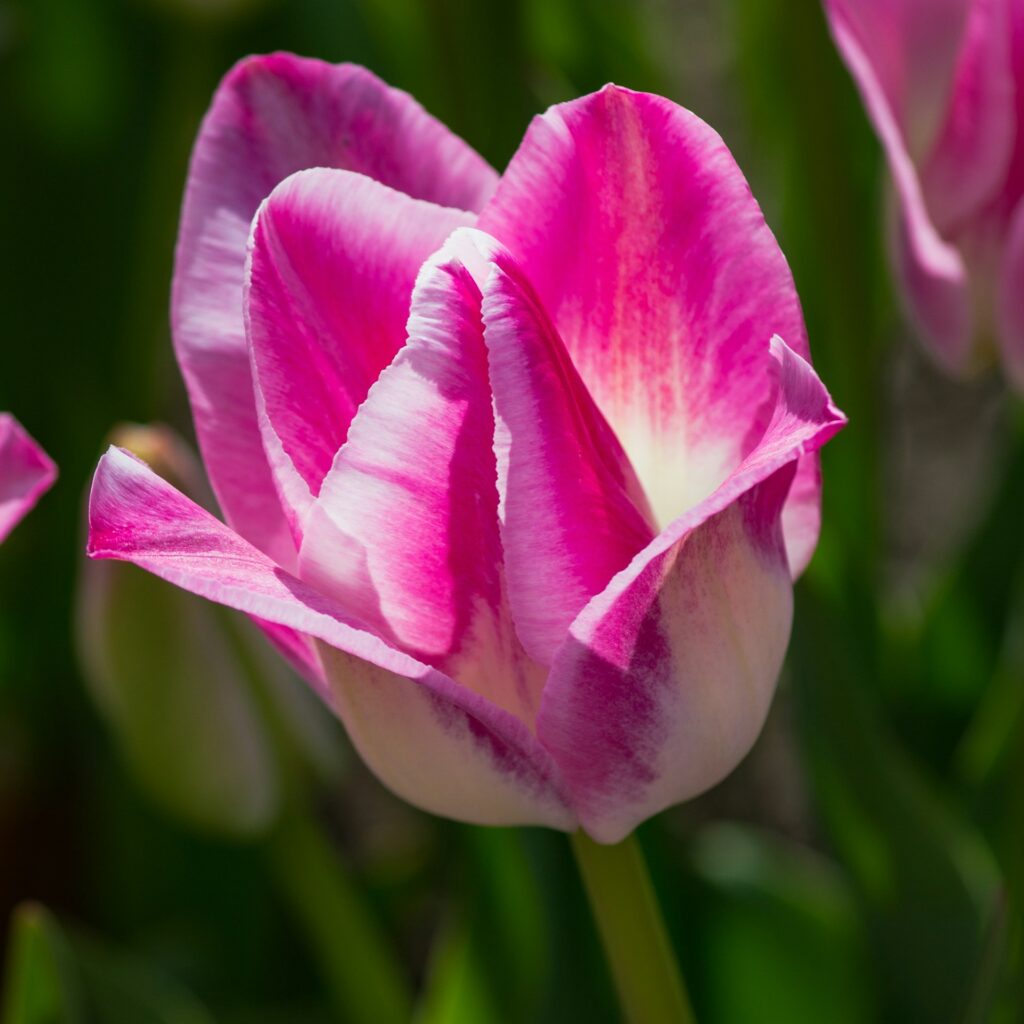 Tulipe bicolore rose et blanche