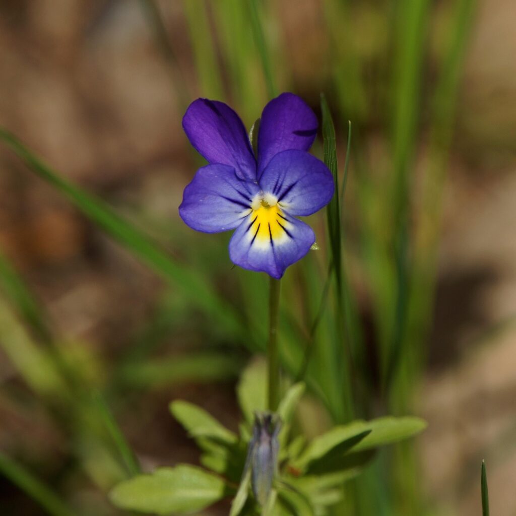 Violette odorante, gros plan