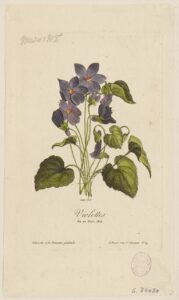 Gravure violette du 20 mars 1815