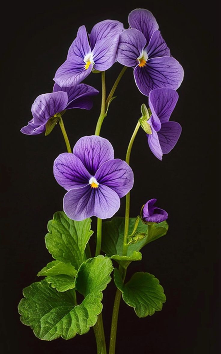 Violettes sur fond noir