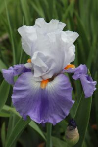 Grand iris blanc et violet