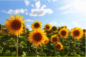 champ de tournesols avec ciel bleu