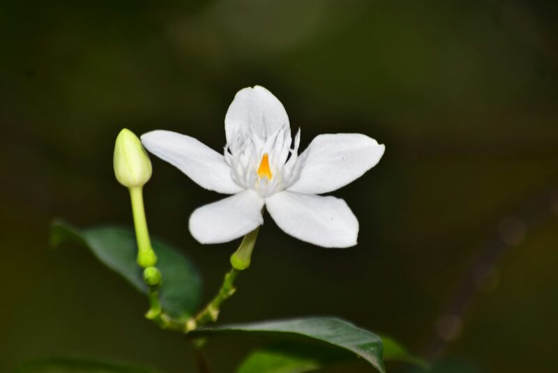 Jasmin couvert de rosée au lever du jour, symbole des larmes divines d'amour et de gérision sur unsplash