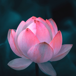 Lotus rose clair sur fond sombre
