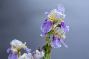 fleur d'iris aux couleurs douces avec rosée