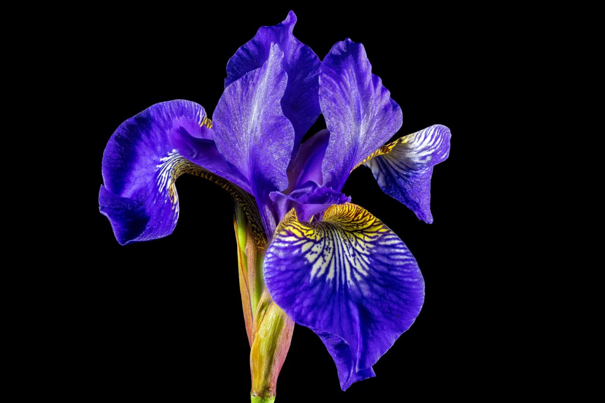 Iris bleu au coeur jaune en gros plan