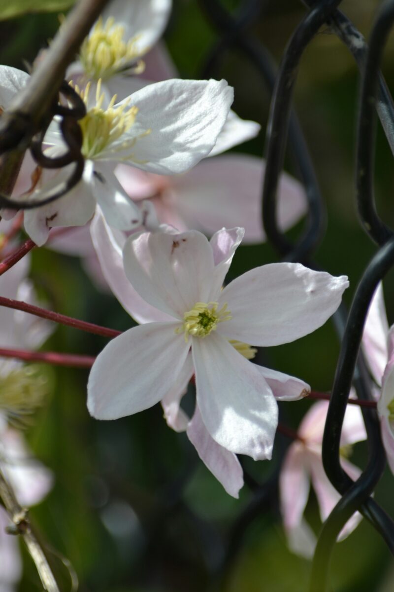 Gros plan de fleurs de jasmin blanc en forme d'étoile, «don de Dieu» en persan