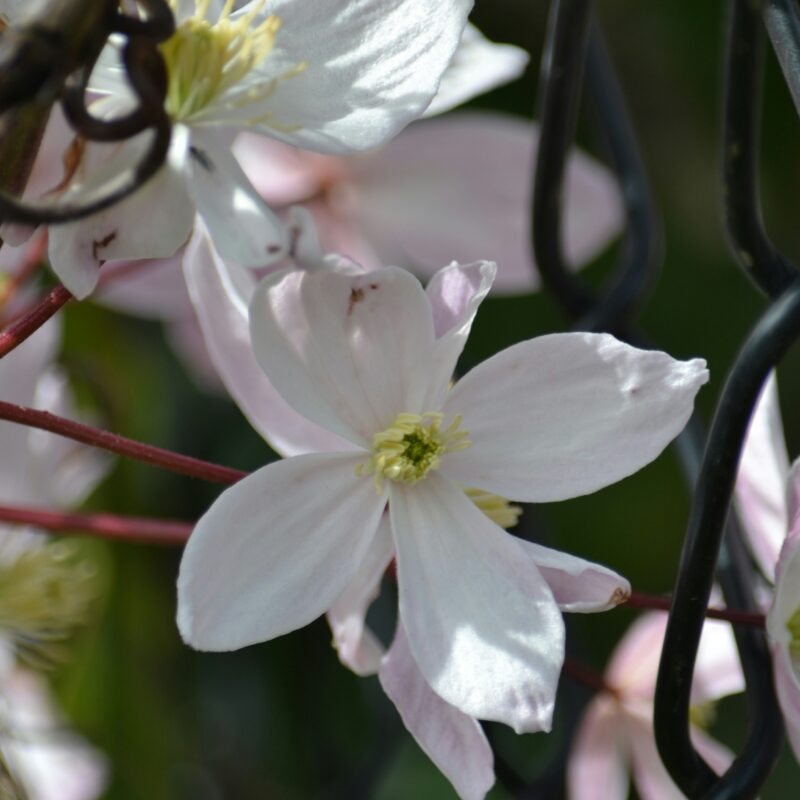 Gros plan de fleurs de jasmin blanc en forme d'étoile, «don de Dieu» en persan