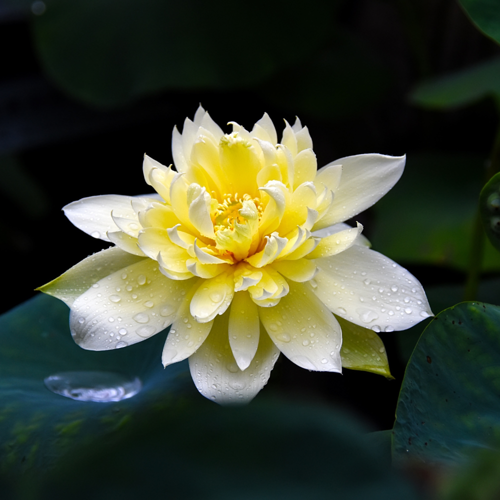 Lotus blanc