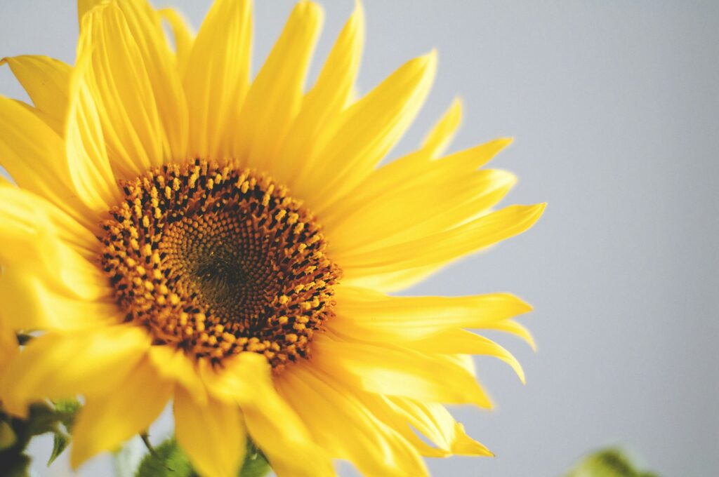 Grand tournesol doré