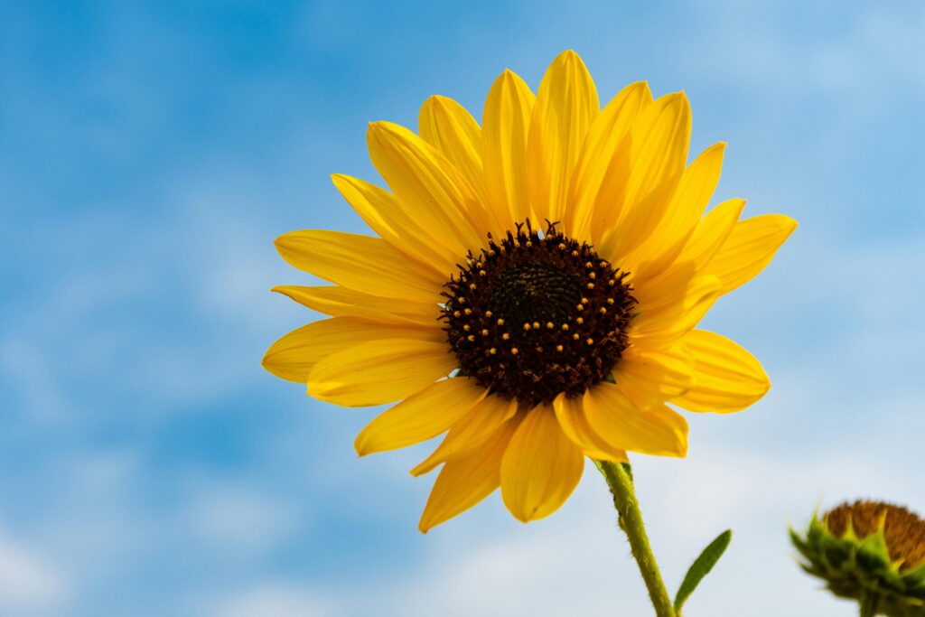 Tournesol, van Gogh, art,