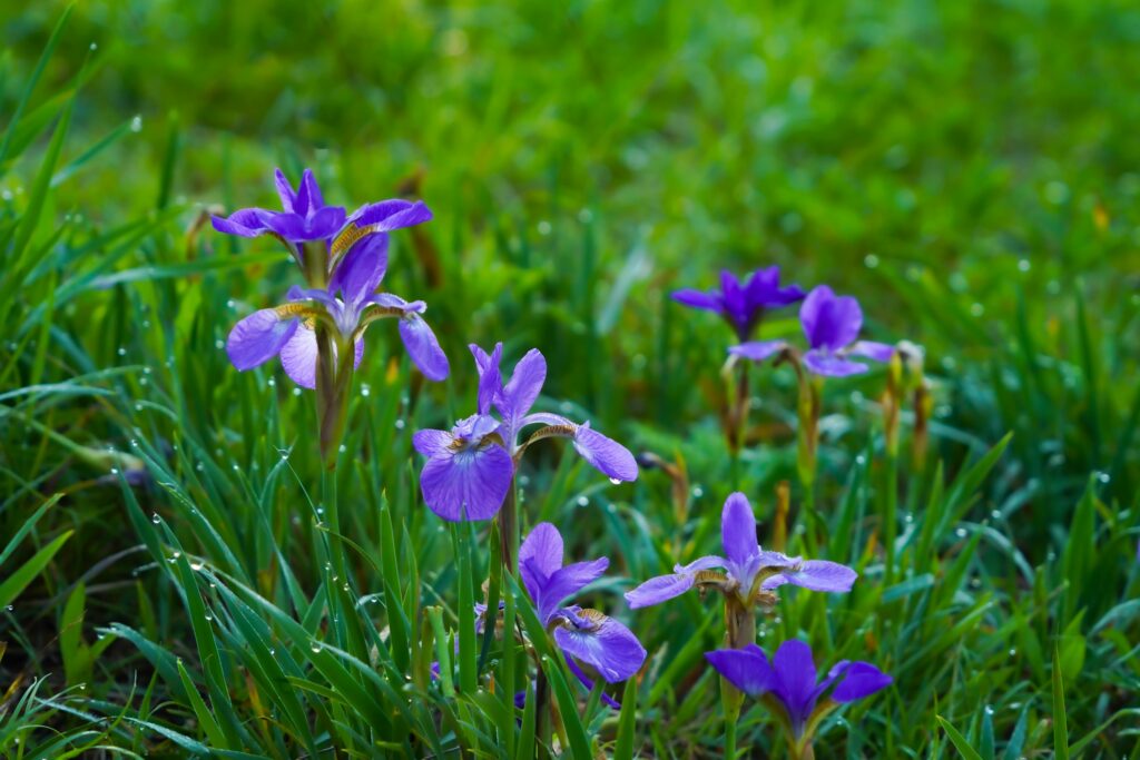 iris dans la nature