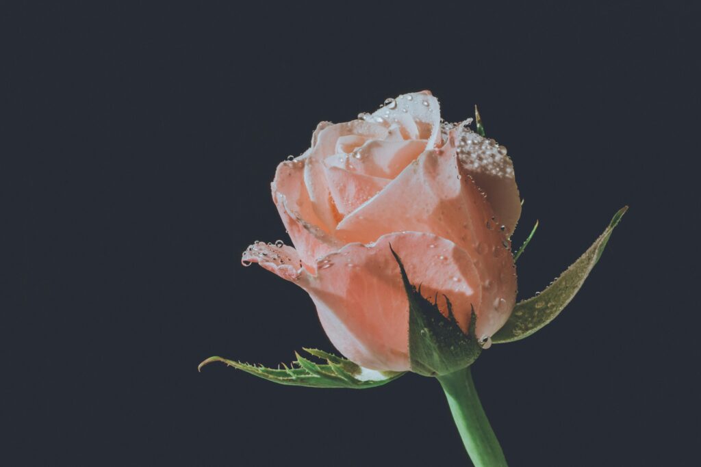 Rose avec gouttes de rosée
