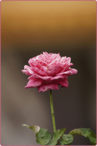 Rose de Damas
