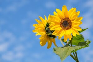 Tournesol