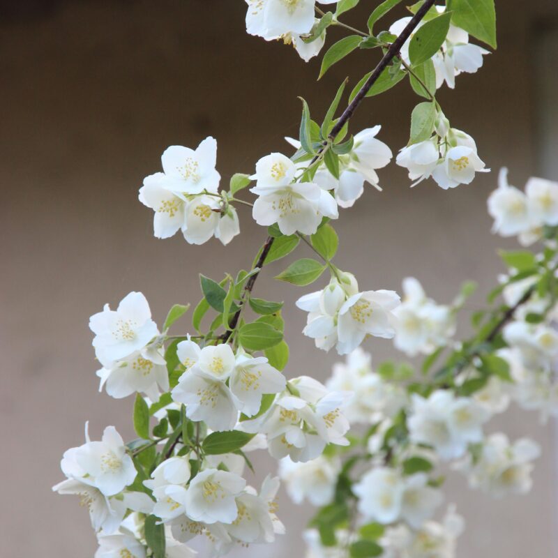 Guirlande de jasmin pour divinité hindoue, tradition indienne d'amour et de pureté par tanya nedelcheva sur unsplash