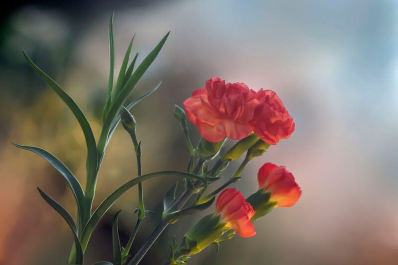 Oeillet orange lumière douce