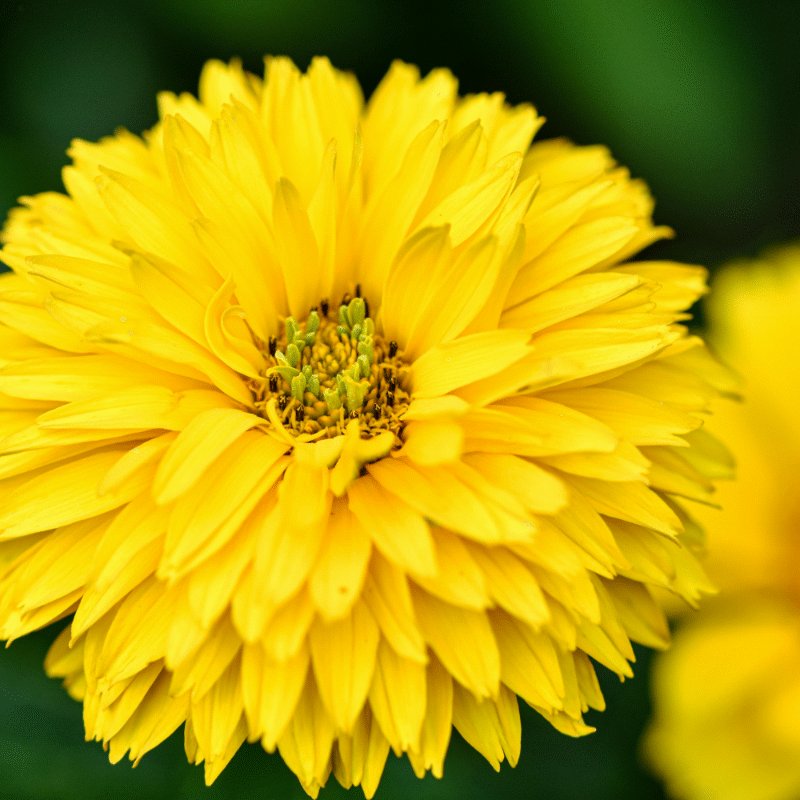 Chrysanthème jaune