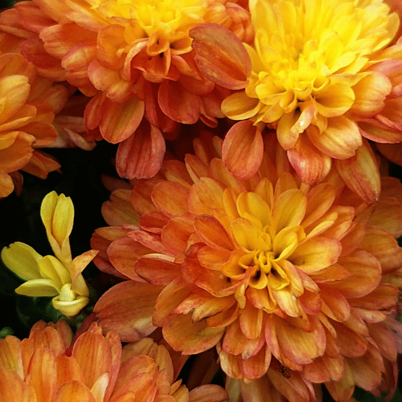 Nahaufnahme von Chrysanthemen mit Blütenblättern in einem Farbverlauf aus Gelb und flammendem Orange.