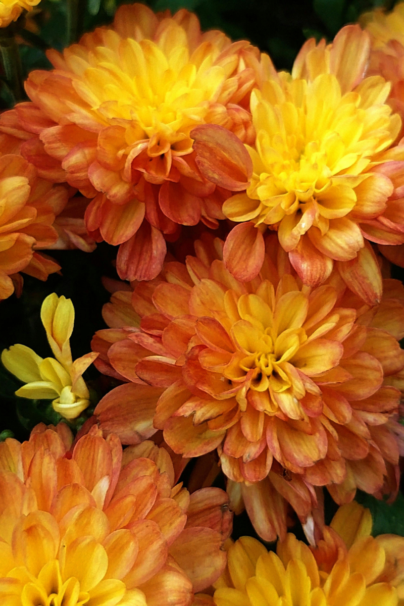 Gros plan sur des chrysanthèmes aux pétales jaune vif et orange flamboyant.