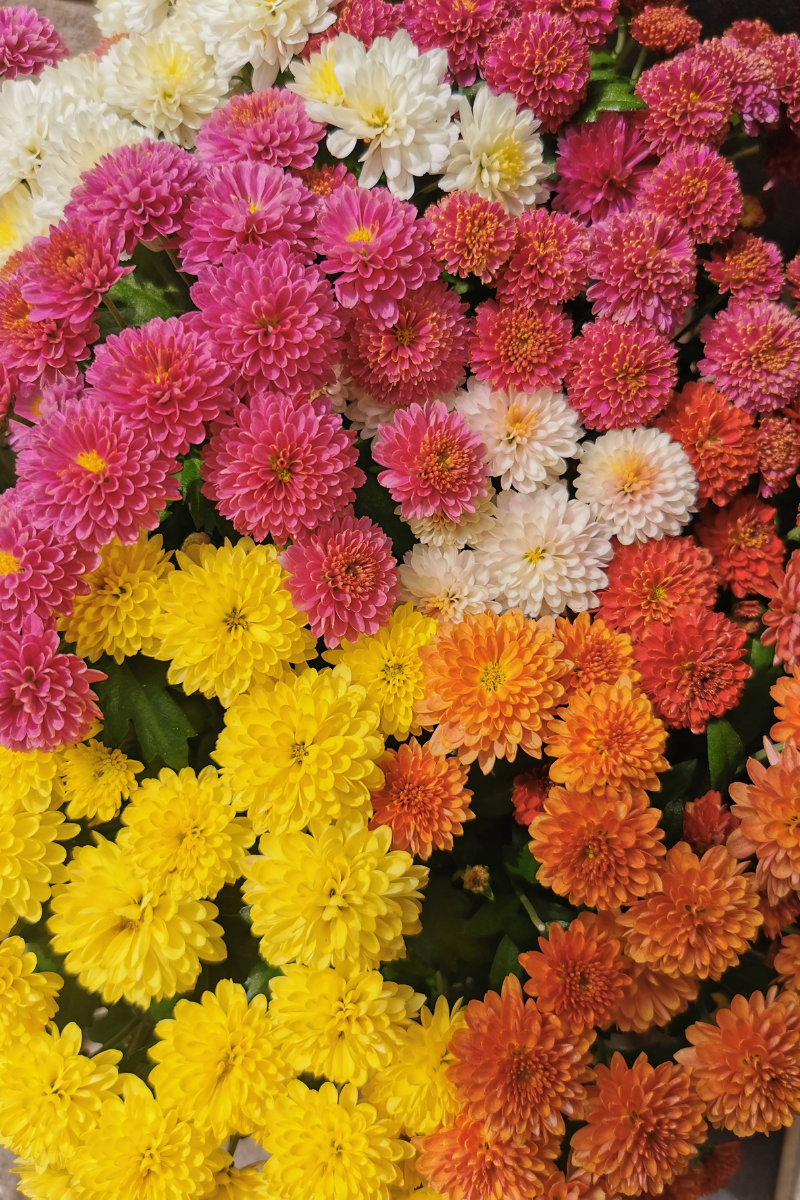 Gros plan sur un bouquet de chrysanthèmes variés, composé de plusieurs variétés aux couleurs vives.