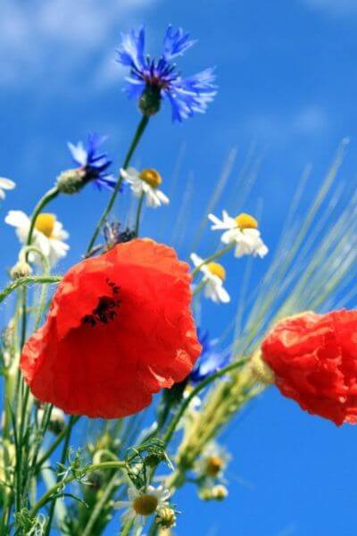 Gros plan sur un coquelicot sur ciel bleu
