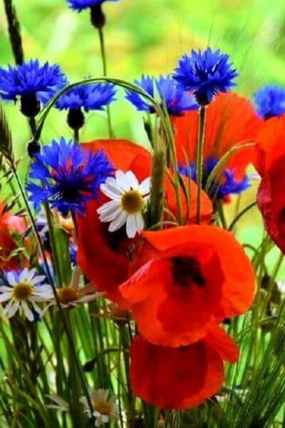 Gros plan sur bleuets et coquelicots