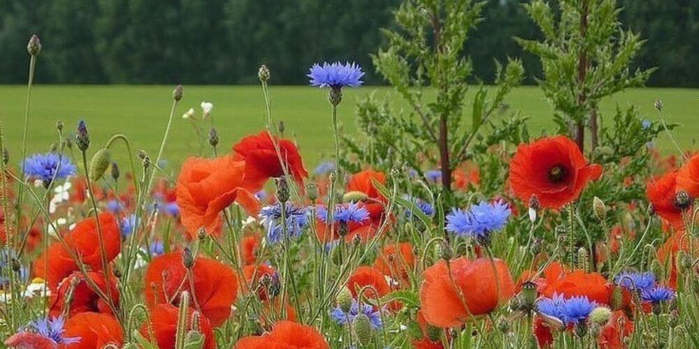 bleuets et coquelicots dans une prairie