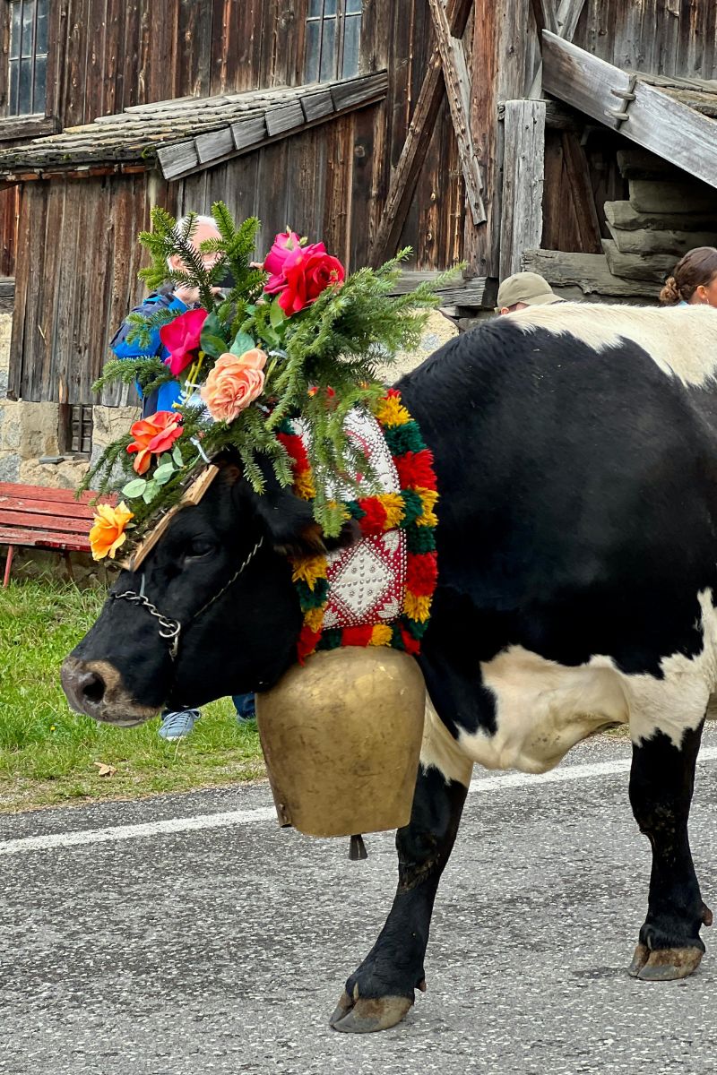 Couronne de fleur sur vache, désalpe