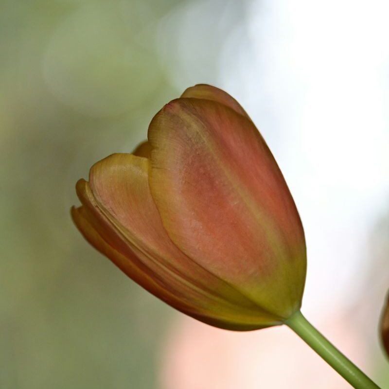 Tulipe simple délicate hivernale, précoce, fleur forcée française Unsplash Niklas