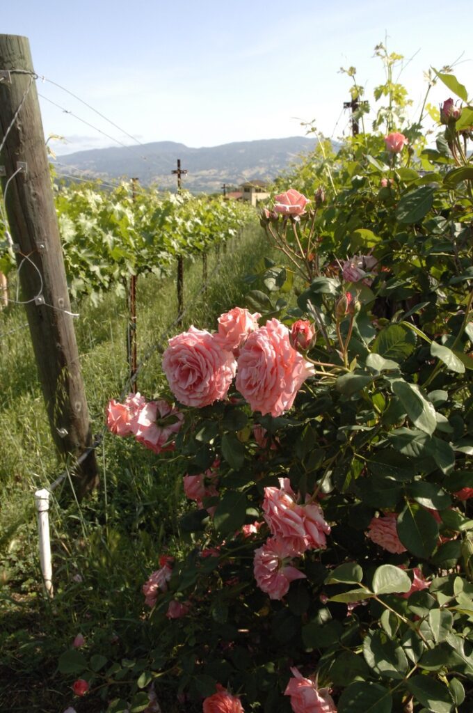 Rose des vignes
