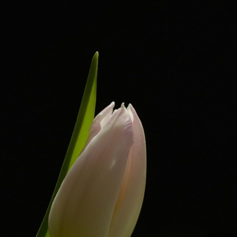 Tulipes roses pâles hivernales, déco Noë élégante Unsplash Aga-Silva