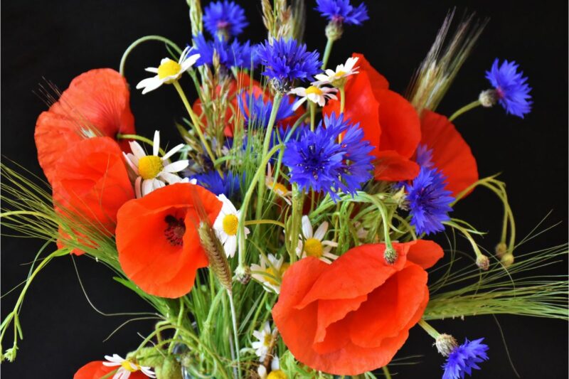 A vibrant bouquet of red poppies and blue cornflowers gathered together, symbolizing the unity of memory and the resilience of peace between nations.