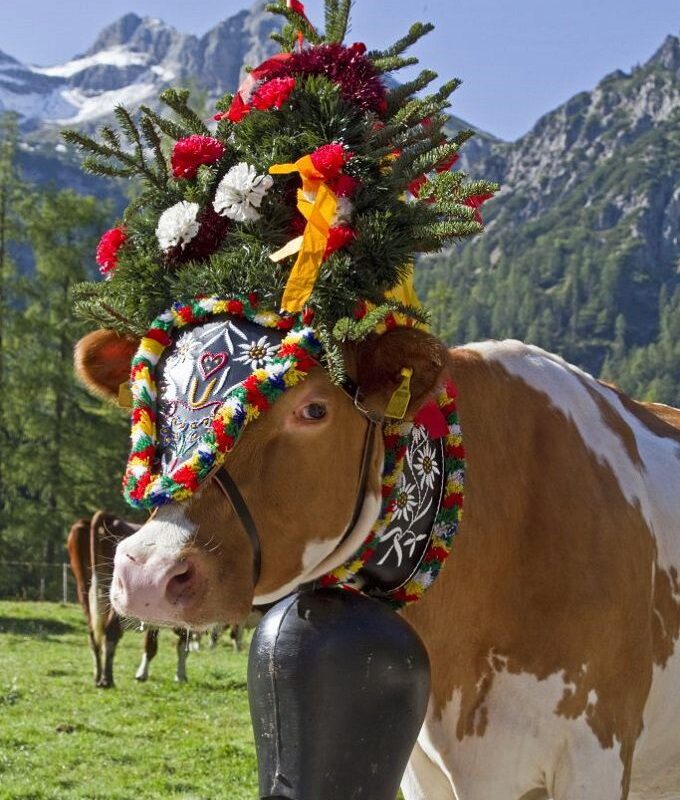 Fleurs et cloches de la désalpe dans les Alpes