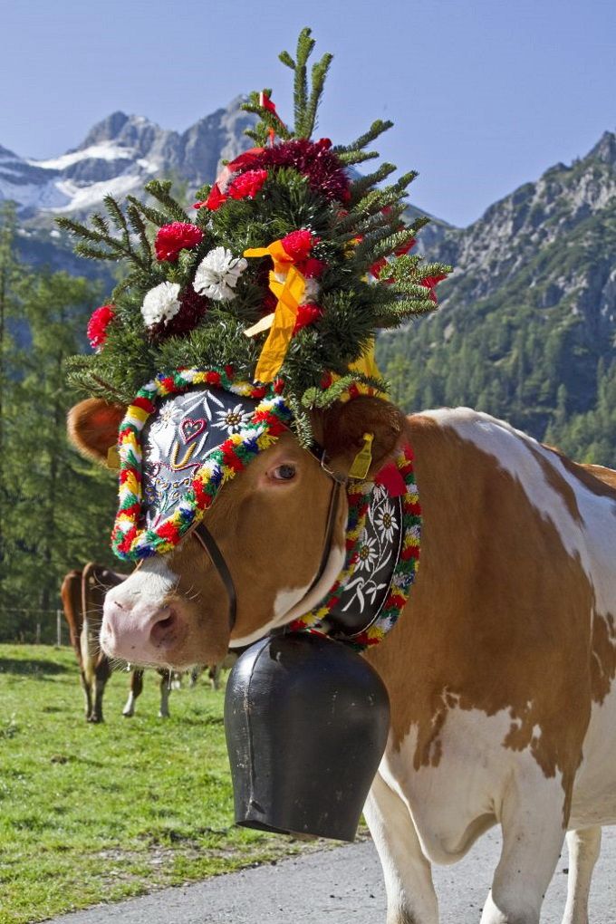 Fleurs et cloches de la désalpe dans les Alpes